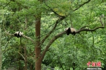 中国大熊猫保护研究国际摄影大赛作品精选 - News.Ycwb.Com
