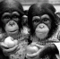 1984年，广州动物园首次在国内成功繁殖黑猩猩。 - 新浪广东