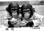1984年，广州动物园首次在国内成功繁殖黑猩猩。 - 新浪广东