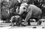 1965年，广州动物园首次在国内成功繁殖亚洲象。 - 新浪广东