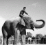 1960年，广州动物园第一头大象“八宝”在表演。（资料图片） - 新浪广东