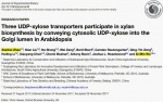 我校博士生在国际期刊发表论文  揭示UDP-Xyl转运对木聚糖合成的影响 - 华南农业大学