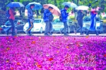 8日，广州气温骤降风雨并至。华南农业大学里紫荆花落了一地。 南方日报记者 王良珏 摄 - 新浪广东