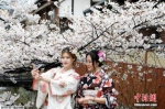 资料图：当地时间2017年4月7日，日本京都樱花盛放，民众身着和服赏樱。 - 新浪广东
