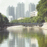 东城街道运河樟村断面整治后的水环境状况 本报记者 郑家雄 摄 - 新浪广东