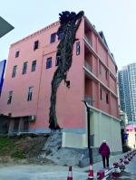 咦，老楼上“长”出一棵榕树 - 广东大洋网