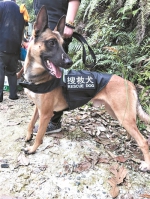 【新春走基层】搜救犬“大飞”春节不打烊 - 广东大洋网