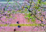 花开春来早 紫荆满羊城 - 广东大洋网