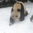 资料图：大熊猫在雪地里行走。 孟德龙 摄 - 新浪广东