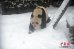 资料图：大熊猫在雪地里行走。 孟德龙 摄 - 新浪广东