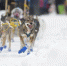 美国举办雪橇犬比赛 汪星人雪地狂奔憨态百出 - 新浪广东