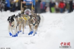 美国举办雪橇犬比赛 汪星人雪地狂奔憨态百出 - 新浪广东