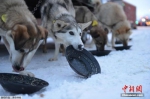 美国举办雪橇犬比赛 汪星人雪地狂奔憨态百出 - 新浪广东