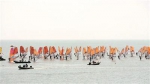 全国帆板锦标赛昨日开幕 汕头南澳再现千帆竞渡 - 新浪广东