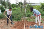 东莞市体育局挥锹植树　弘扬文明风尚 - 体育局