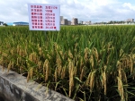 我校又一个水稻新品种通过农业部超级稻品种确认 - 华南农业大学
