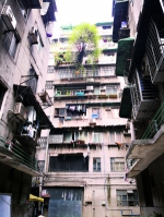险！7楼这棵350公斤的竹树歪了 - 广东大洋网