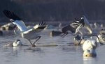 2018年 1月11日，在位于鄱阳湖畔的五星农场，两只白鹤在嬉戏打闹。 新华社记者 万象 摄 - News.21cn.Com