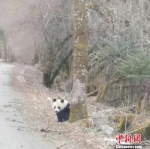 憨态可掬的大熊猫。 游客提供 - 新浪广东