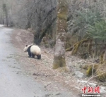 大熊猫走向树林中。 游客提供 - 新浪广东