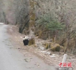 憨态可掬的大熊猫。 游客提供 - 新浪广东