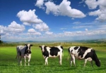 牛支原体感染再现 新西兰超2000头牛将惨遭宰杀 - 新浪广东