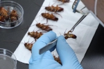 中国科学家从蟑螂中寻找“治病良方” - News.21cn.Com
