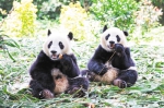 熊猫孖宝：我断奶啦 - 广东大洋网