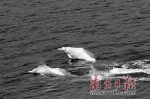 阳江核电站重件码头海域 惊现10多条中华白海豚 - 新浪广东
