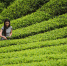 普洱茶市场：毛茶价格飞升 厂家持币观望 - 广东大洋网