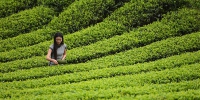 普洱茶市场：毛茶价格飞升 厂家持币观望 - 广东大洋网