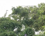 白鹭每年如约而至 在揭阳空港这个社区筑巢繁衍 - 新浪广东