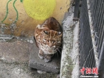 动物园内3岁左右的金猫　刘刚　摄 - 新浪广东
