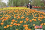 如今的郁金香花季已成为五家渠市一张亮丽的名片，成为新疆北部地区独具特色的旅游胜地。(资料图) 戚亚平 摄 - 新浪广东