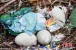 当地时间2018年4月17日，丹麦哥本哈根，一只天鹅在当地的一个垃圾堆上筑巢产卵。图片来源：视觉中国 - 新浪广东