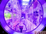 实验志愿者正在植物舱内采集植物（2017年7月18日摄）。 - 新浪广东