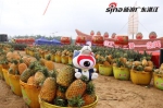 菠萝文化旅游节上展示的丰收成果 - 新浪广东