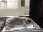 女主人价值3万元的猫坠楼身亡找维修工索赔，施工方：正调查 - News.Timedg.Com