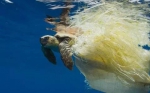 海洋垃圾致使海龟因缠绕而无法进食或窒息死亡事件频发 - 新浪广东