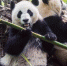 图为大熊猫在动物园内悠闲地吃着竹子。　钟欣 摄 - 新浪广东
