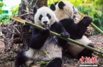 图为大熊猫在动物园内悠闲地吃着竹子。　钟欣 摄 - 新浪广东