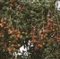 东城周屋稻田边的荔枝树上，“三月红”已经成熟 东莞时报记者 李梦颖 摄 - 新浪广东