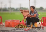 承包果树的周婆婆在稻田边卖荔枝 东莞时报记者 李梦颖 摄 - 新浪广东