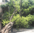 榕树倒下压电缆 枝叶盖了四层楼 - 广东大洋网