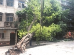 榕树倒下压电缆 枝叶盖了四层楼 - 广东大洋网
