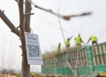 雄安新区“千年秀林”栽植苗木上的二维码（3月21日摄）。新华社记者 牟 宇摄 - 新浪广东