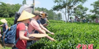一群外国友人正在对川茶场采茶　李星凯　摄 - 新浪广东