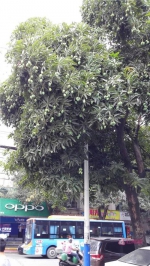 潮州路边的芒果树挂果累累 路过树下你可要当心 - 新浪广东