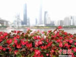 珠江边上的花卉（资料图）。　程景伟　摄 - 新浪广东