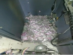 印度一ATM机内大量钞票被老鼠撕成碎片，警方称无能为力 - News.Timedg.Com